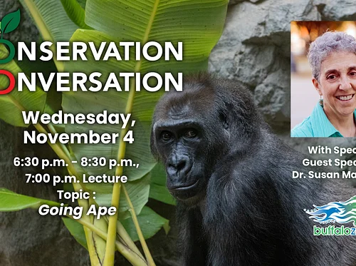 Conservation Conversation: Going Ape