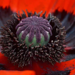 UC Master Gardener Talk: Seed Anatomy & the Art of Preservation