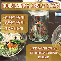 Bug Pinning & Display Class November 2026