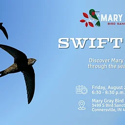Swift Sit at Mary Gray Bird Sanctuary
