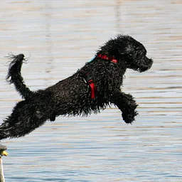 Portuguese Water Dog Club of Northern California