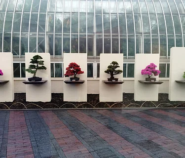Mother’s Day Bonsai Show