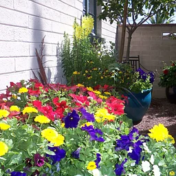 Desert Container Gardening: Plan for 365 Days of Living Color