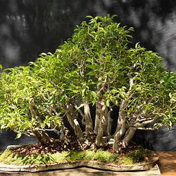 The Art of Bonsai
