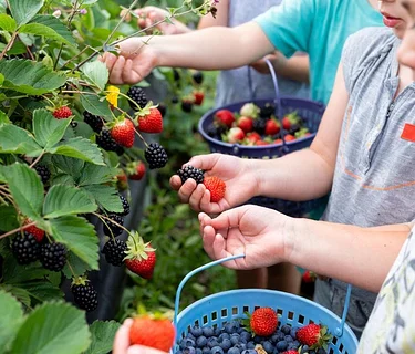 Berry Patch Bash Farm Camp