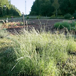 Grow Your Own Prairie in North Georgia