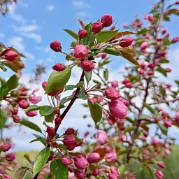 Pruning and Grafting