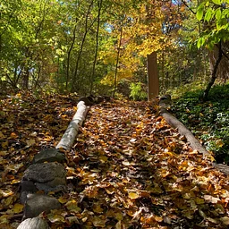 Fall Woodland Walk