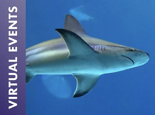 Sharks & Rays Awareness Day