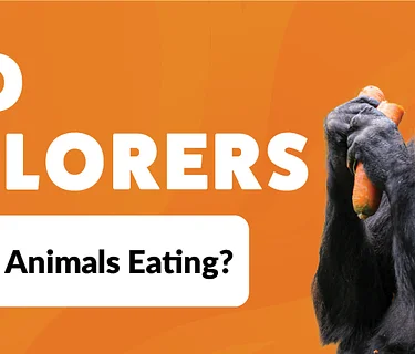 Zoo Explorers 2026: What are Animals Eating