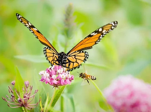 Nature Sunday: The Remarkable World of Butterflies