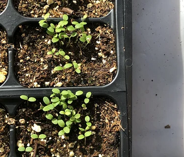 Seed & Garden Exchange