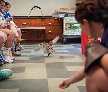 Nature Explorers – Animal Movements