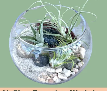 Airplant Terrarium Workshop