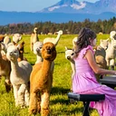 Alpaca Piano Picnic
