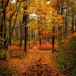 Fall Foliage Pine Barrens Hike