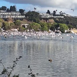 Dana Point Harbor & Surroundings (P)