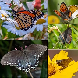 Butterfly Field Class