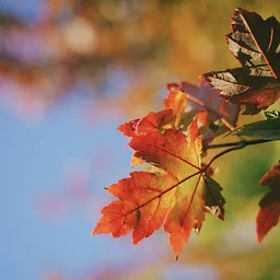 Tree Collection Walk: Maples