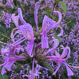 Guided Garden Tour – October 17, 2026