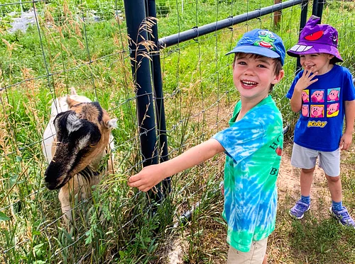 What’s GOATing on at the Dairy?