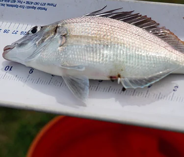 Catch & Release: Fishing Series (Afternoon Event)