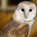 Glen Helen Nature Preserve logo