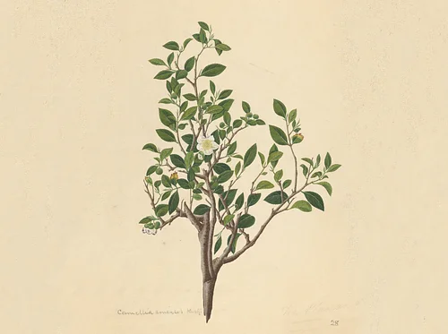 Conversations at Caramoor: What’s the Tea?