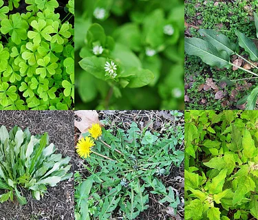 Edible Weeds Workshop