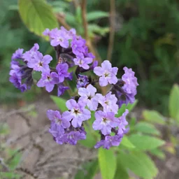 Guided Garden Tour – December 5