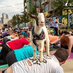 Goat Yoga