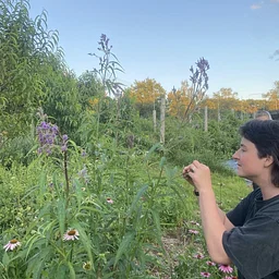 Wild Weed Medicinal Pesto