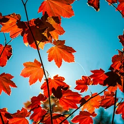Fall Leaves Crafts Week