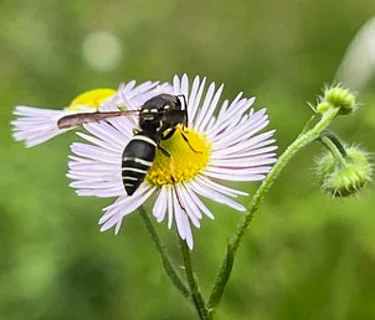 Insect Safari: Exploring the Wondrous World of Everyday Bugs feat. Margie Patlak
