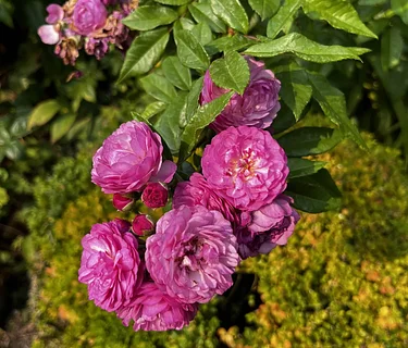 Old Garden Roses