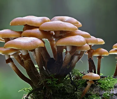 Western PA Mushroom Club Monthly Meeting
