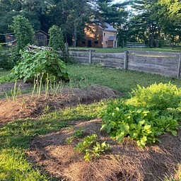 Trails & Sails: The Colonial Kitchen Garden: Food, Medicine, and Survival in Rebecca Nurse’s World