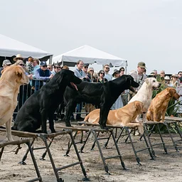 Retriever Demo with Wildrose Kennels “7 Habits of the Highly Successful Gundog”