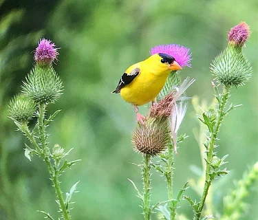 Goldfinch Galore Walk