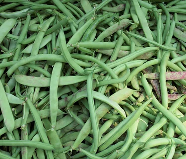 Farm Workshop: Planting & Trellising