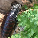 Inspect an Insect
