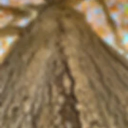 Watershed Workshop: Tree Withness with Gina Siepel