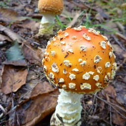 Mushroom Class