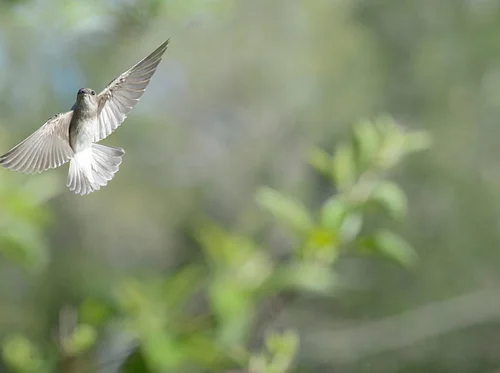 Audubon Society Spring Bird Walks 