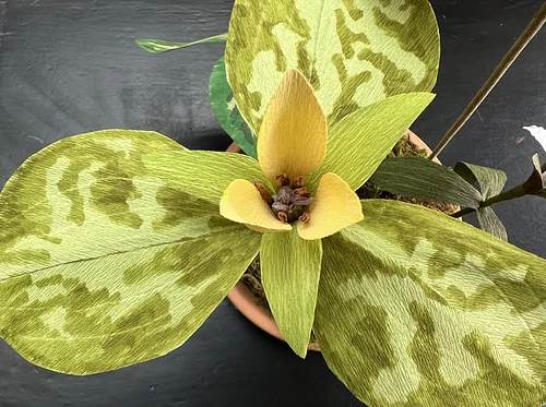 Creating Detailed Paper Botanicals: Trillium