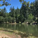 Peace in the Pines