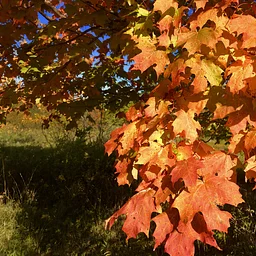 Fall for Autumn Foliage