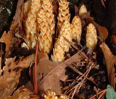 Plant Ecology