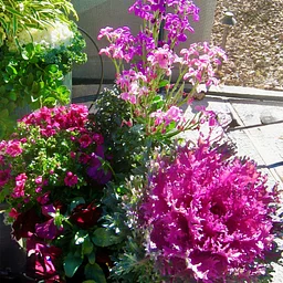 Desert Container Gardening: Create a Colorful Winter Oasis in Your Pots