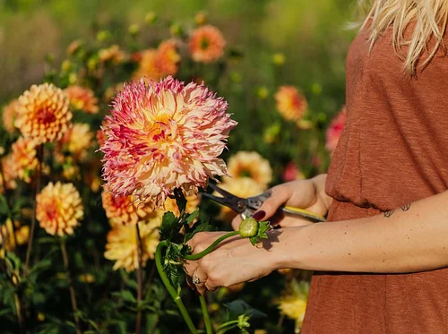 Blooming Success: How to Tend and Harvest a Cutting Garden